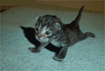 kel vie de chat