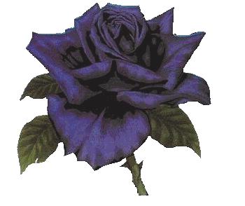 LA ROSE